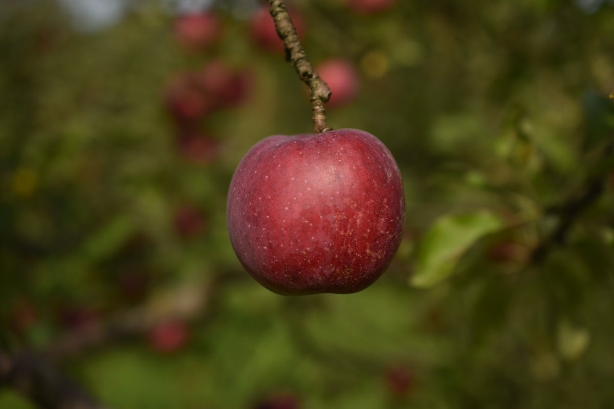 Pommier 'Richelieu' - Zone 4, mi-saison