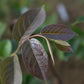 Plaqueminier de virginie (Diospyros virginiana) - Zone 5b