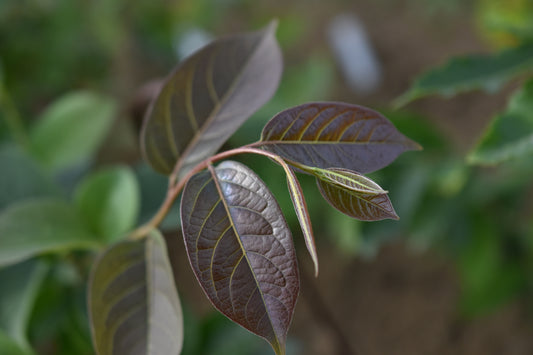 Plaqueminier de virginie (Diospyros virginiana) - Zone 5b