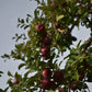Pommier 'Richelieu' - Zone 4, mi-saison
