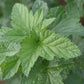 Cassis Titania - Zone 3