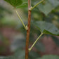 Cassis Titania - Zone 3