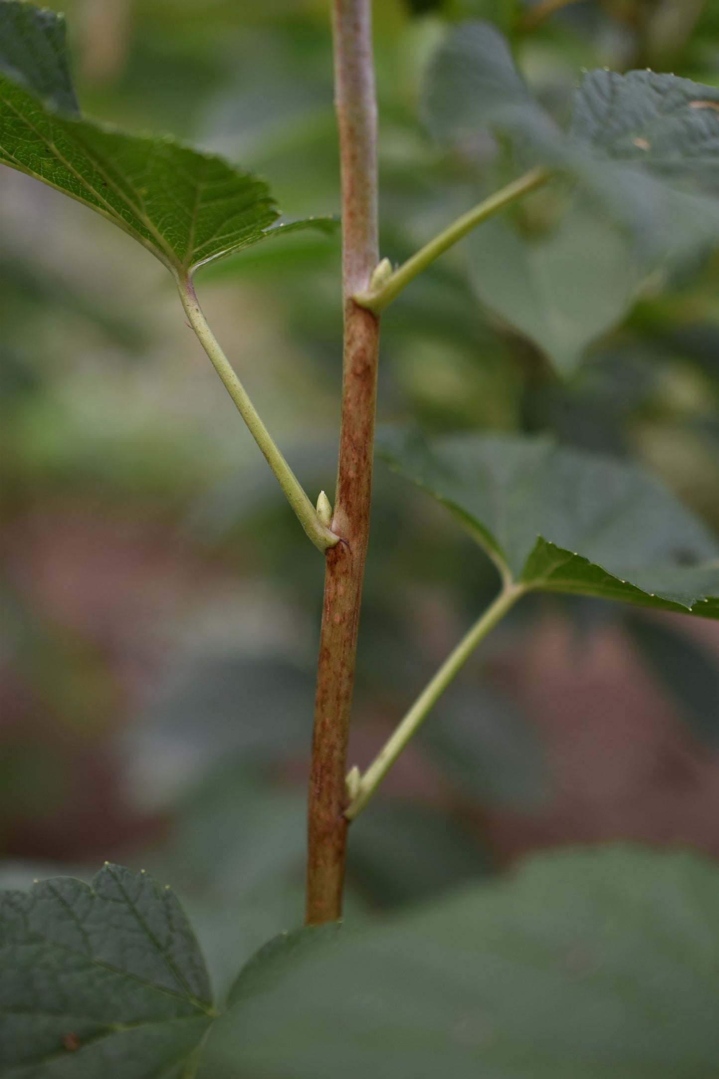 Cassis Titania - Zone 3