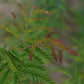 Févier d'Amérique (Gleditsia triancanthos) - Zone 4