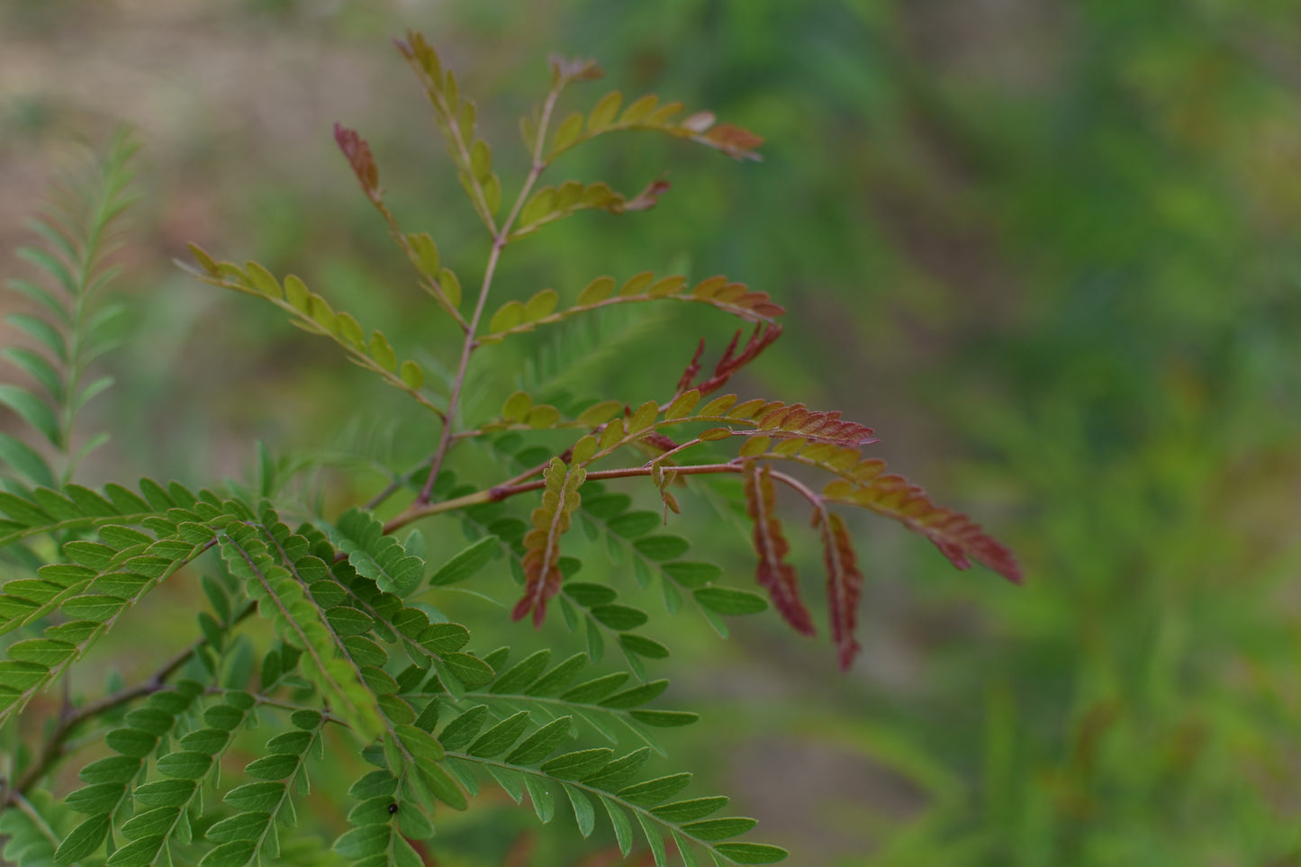 Févier d'Amérique (Gleditsia triancanthos) - Zone 4