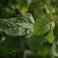Noisetier (Corylus Spp.) - Zone 3a-5b