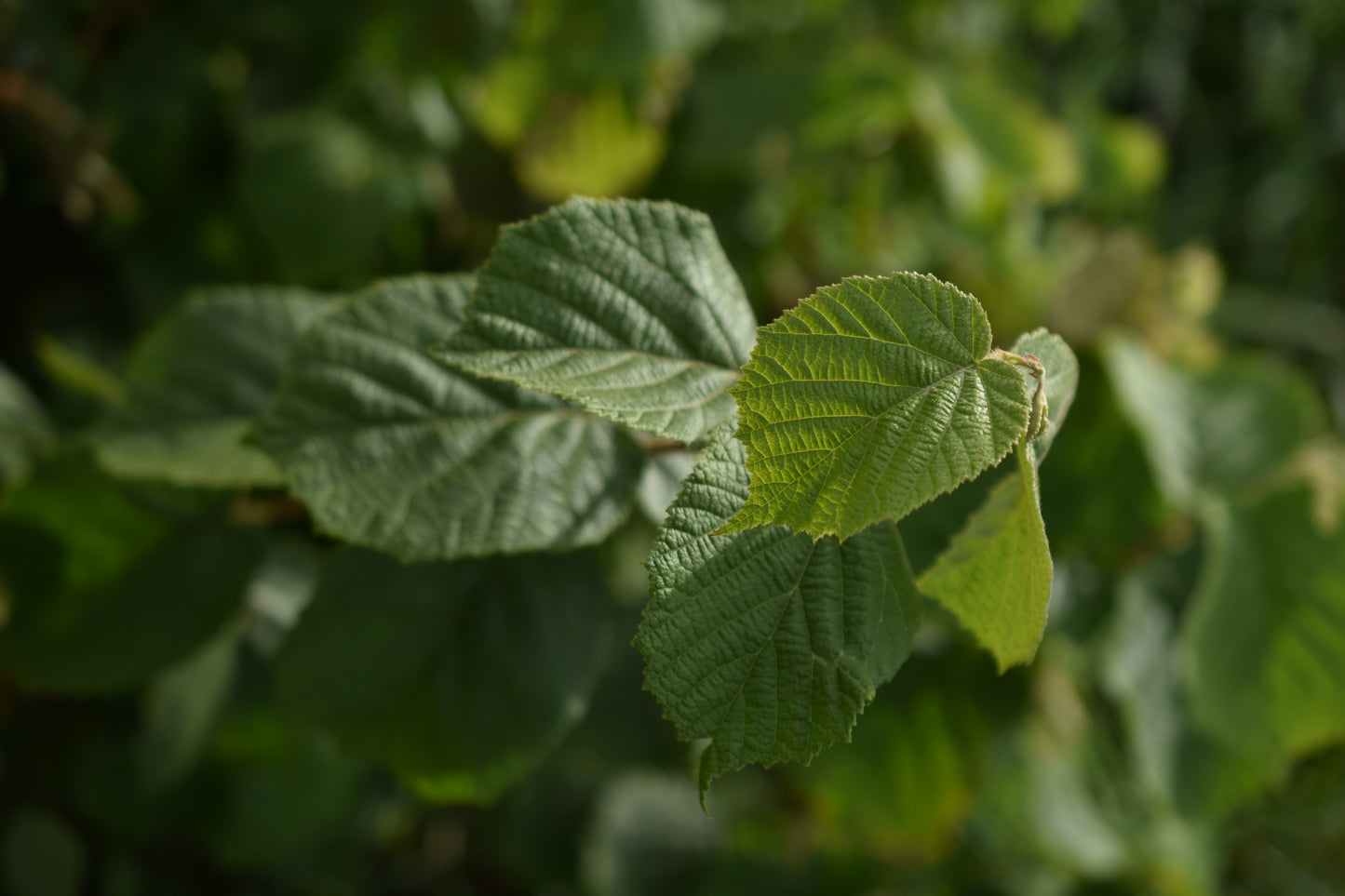 Noisetier (Corylus Spp.) - Zone 3a-5b