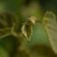 Noisetier (Corylus Spp.) - Zone 3a-5b