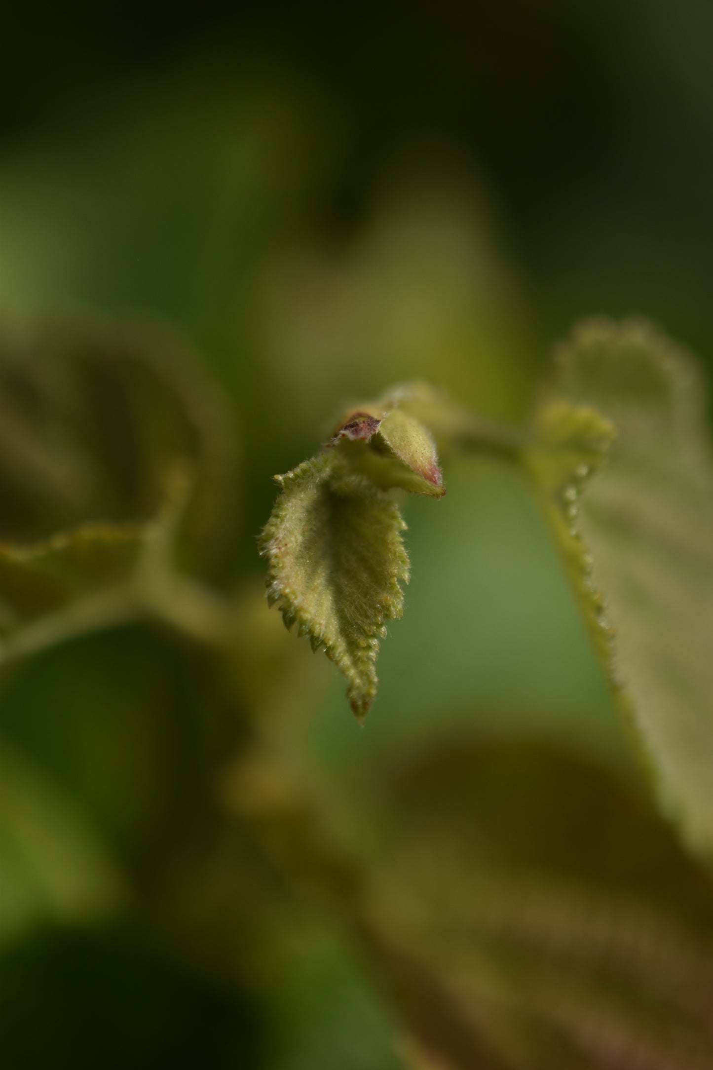 Noisetier (Corylus Spp.) - Zone 3a-5b