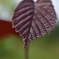 Noisetier (Corylus Spp.) - Zone 3a-5b