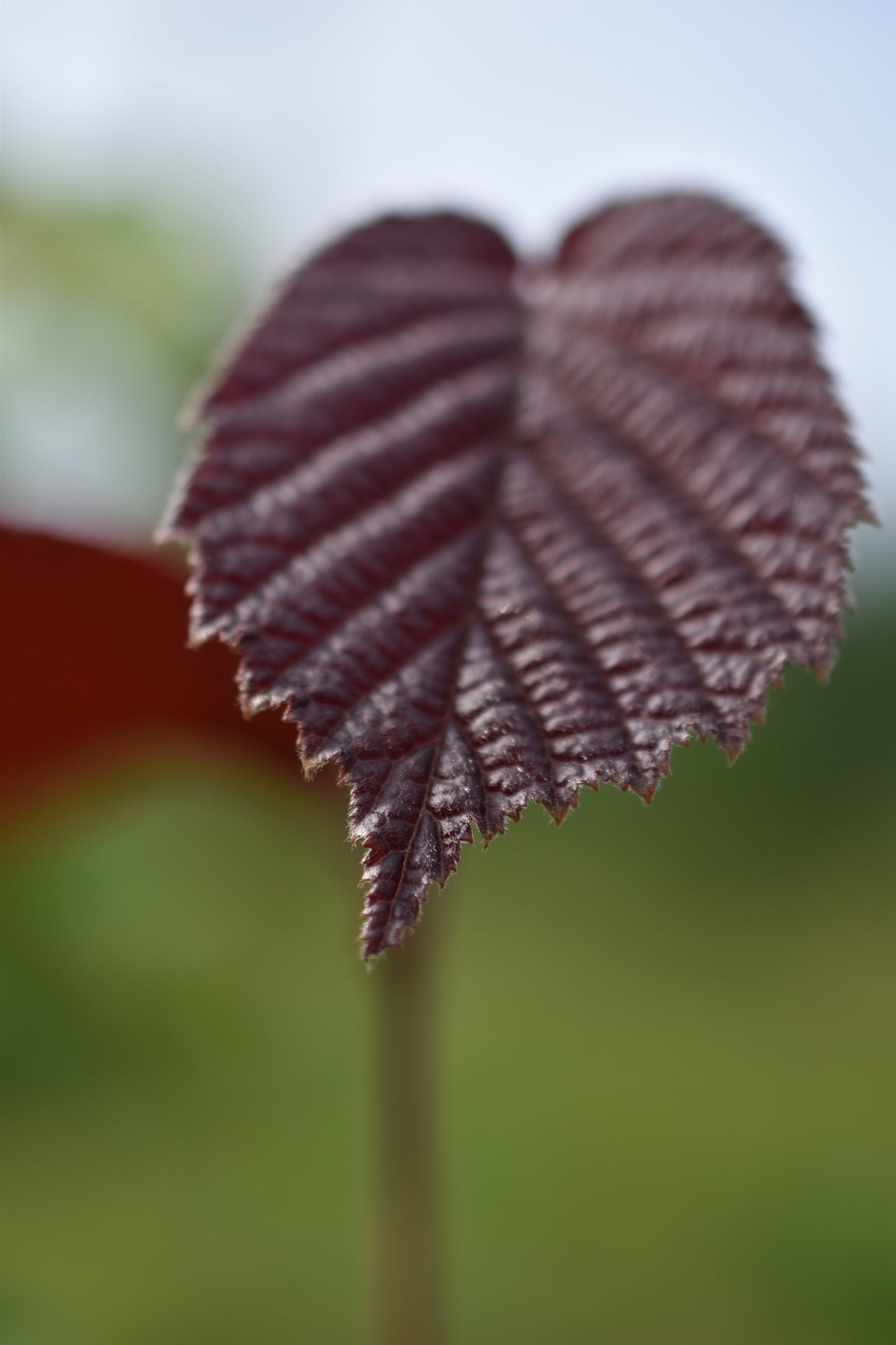 Noisetier (Corylus Spp.) - Zone 3a-5b