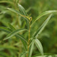 Saule arbustif (Salix spp.) - Zone 3