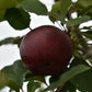 Pommier 'Rouville' - Zone 4