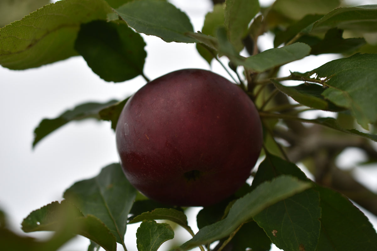 Pommier 'Rouville' - Zone 4