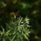 Argousier Femelle 'Tatjana' - Zone 4