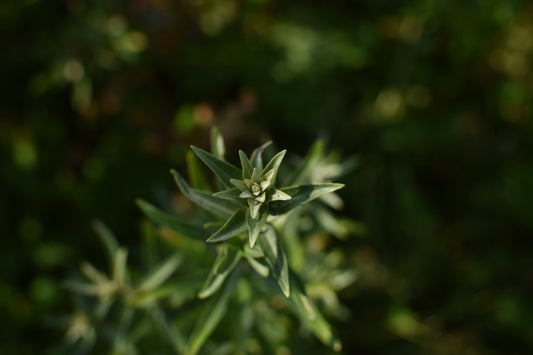 Argousier Femelle 'Tatjana' - Zone 4
