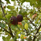 Pommier 'Rouville' - Zone 4