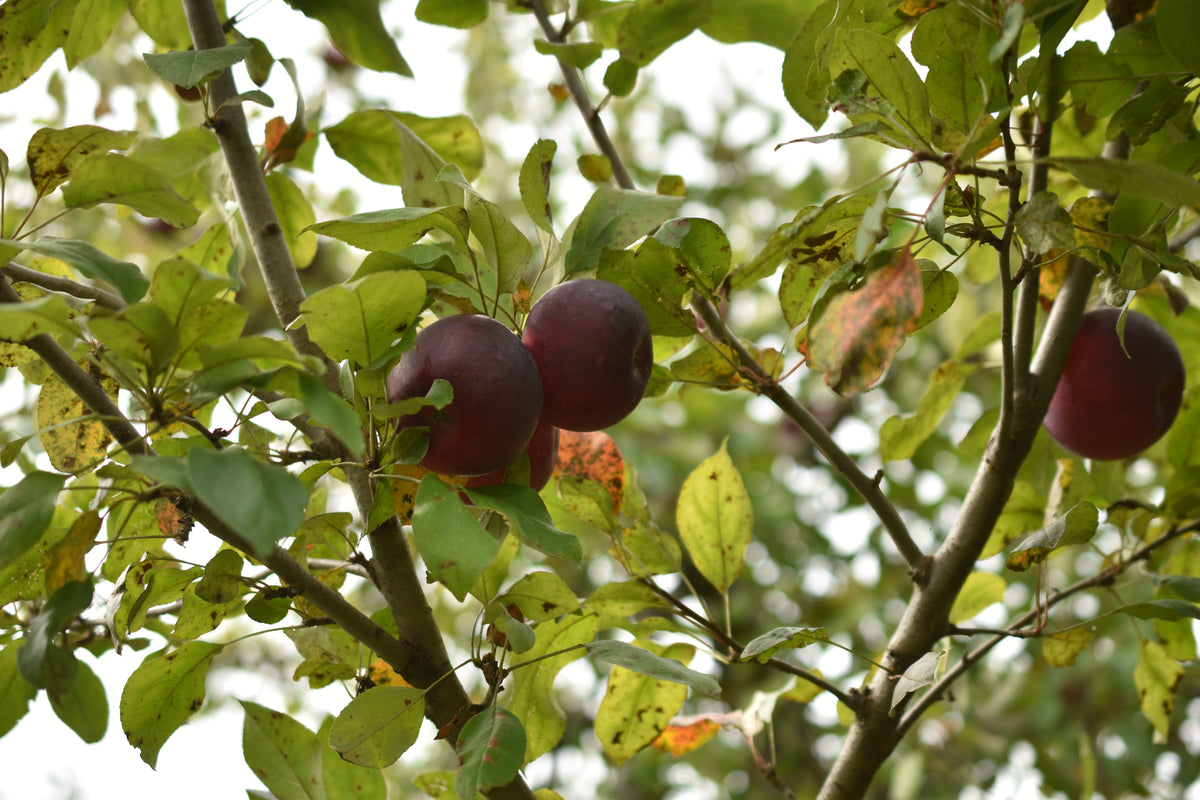 Pommier 'Rouville' - Zone 4