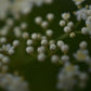 Sureau du Canada (Sambucus canadensis) - Zone 3