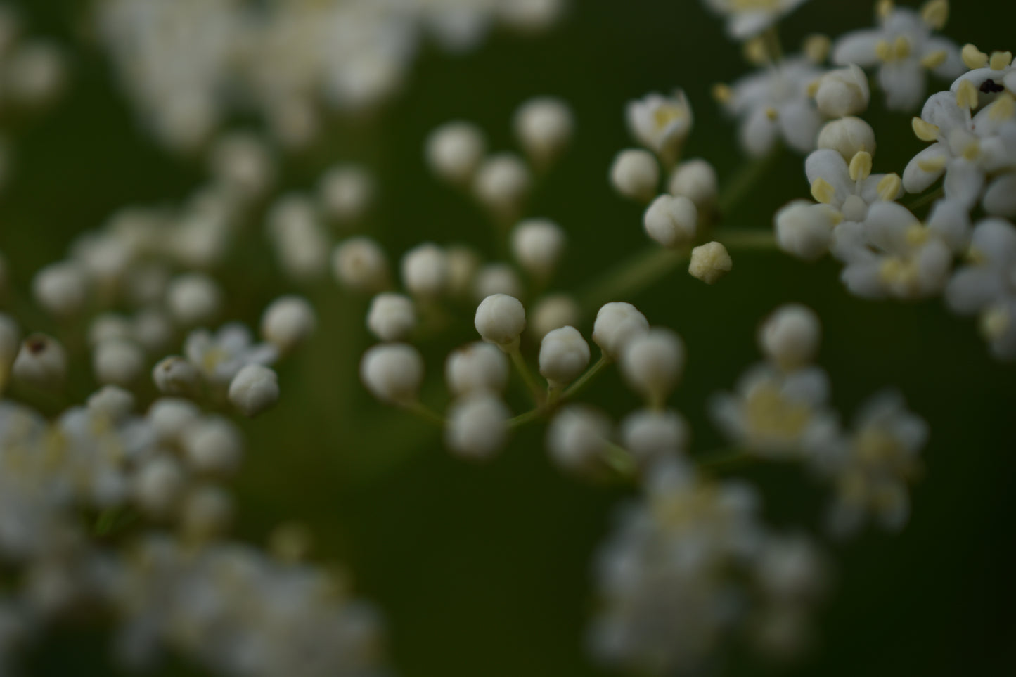 Sureau du Canada (Sambucus canadensis) - Zone 3