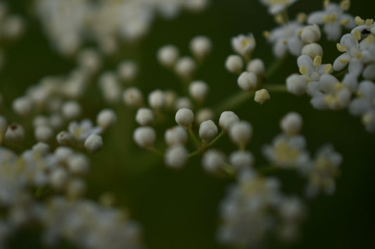 Sureau du Canada (Sambucus canadensis) - Zone 3