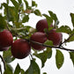 Pommier 'Red free' - Zone 5, hâtive
