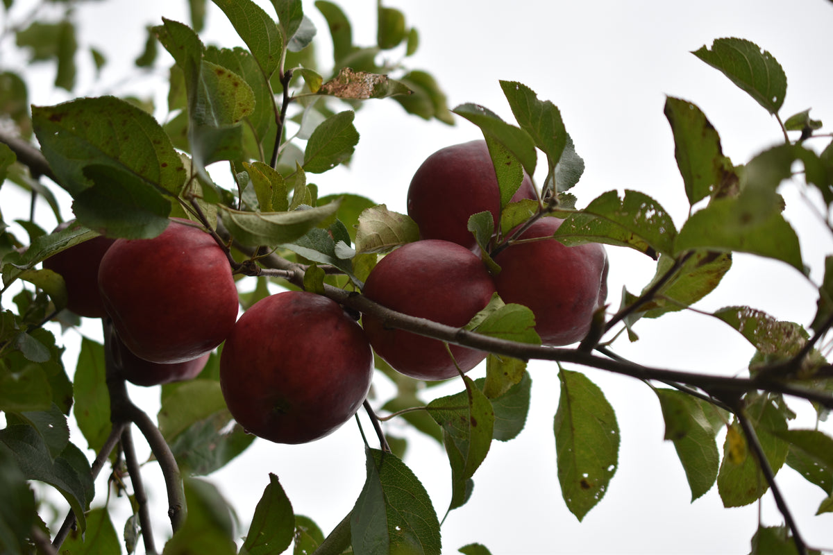 Pommier 'Red free' - Zone 5, hâtive