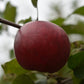 Pommier 'Red free' - Zone 5, hâtive