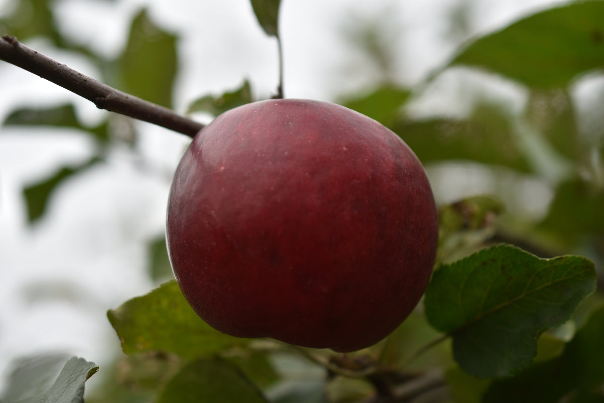 Pommier 'Red free' - Zone 5, hâtive