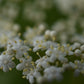 Sureau du Canada (Sambucus canadensis) - Zone 3