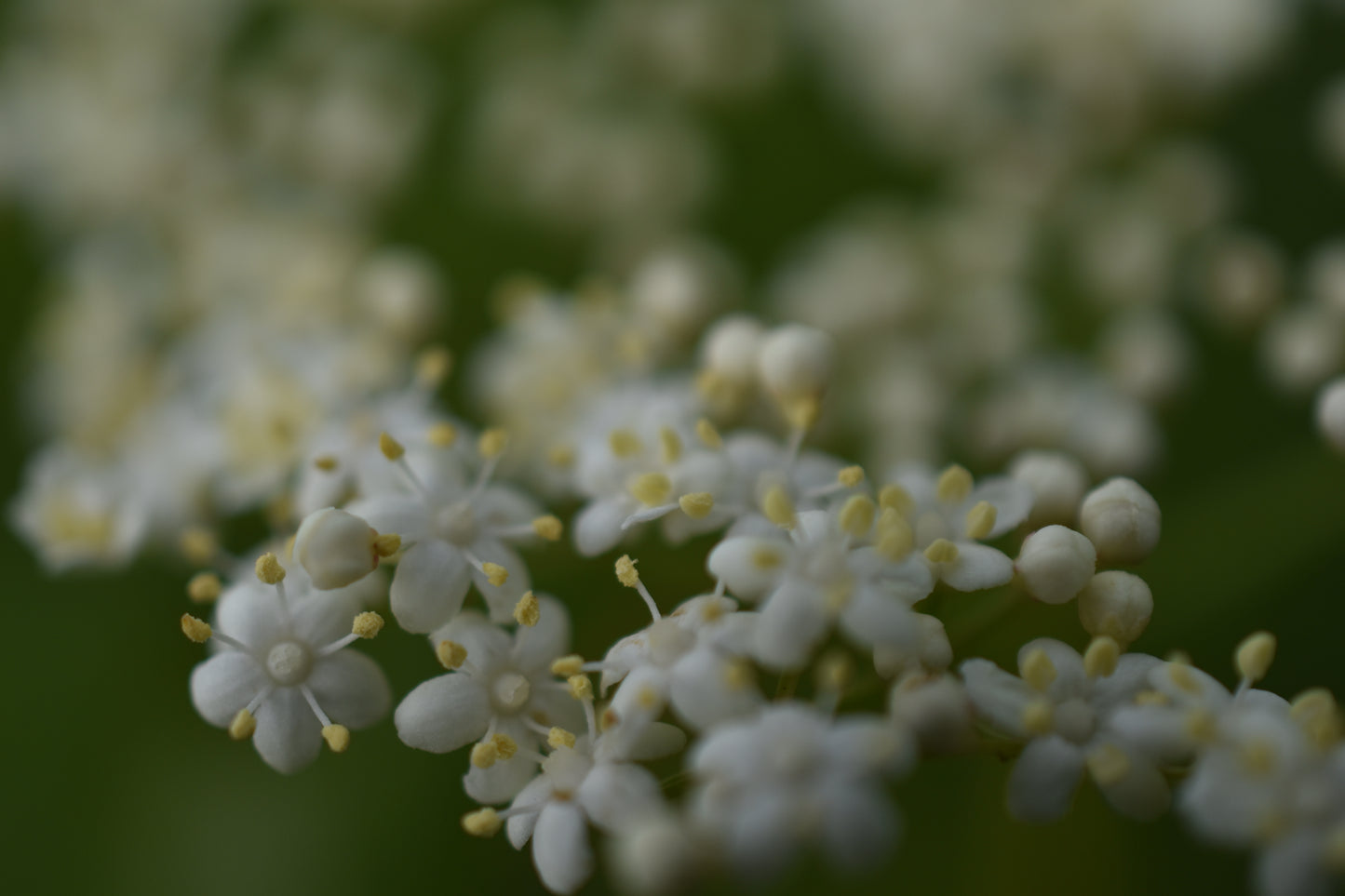 Sureau du Canada (Sambucus canadensis) - Zone 3