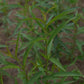 Pêcher (Prunus persica) - Zone 5