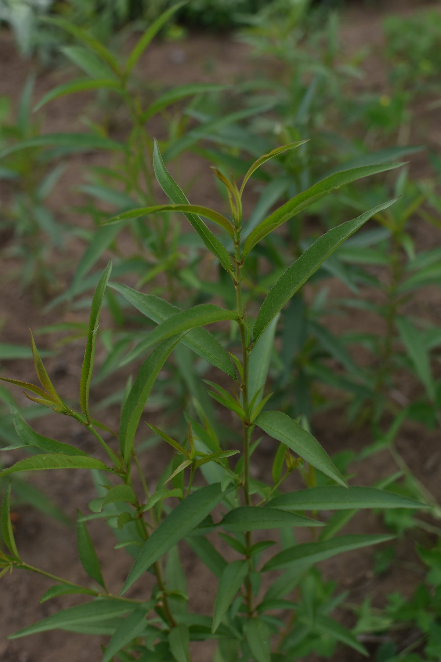 Pêcher (Prunus persica) - Zone 5