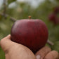 Pommier 'Red free' - Zone 5, hâtive