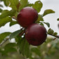 Pommier 'Red free' - Zone 5, hâtive