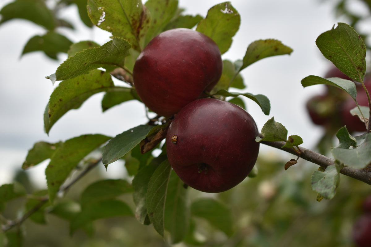 Pommier 'Red free' - Zone 5, hâtive
