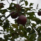 Pommier 'Red free' - Zone 5, hâtive
