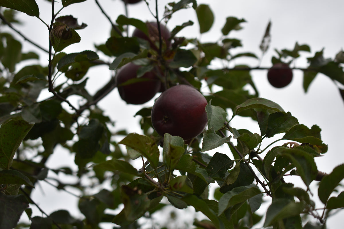 Pommier 'Red free' - Zone 5, hâtive