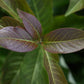 Plaqueminier de virginie (Diospyros virginiana) - Zone 5b