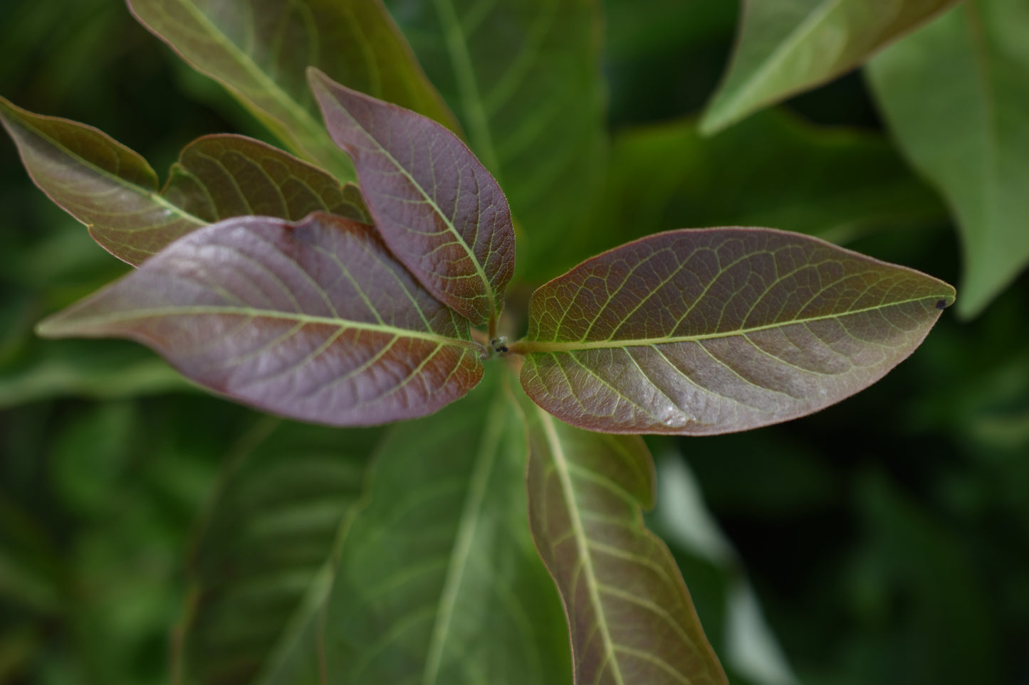 Plaqueminier de virginie (Diospyros virginiana) - Zone 5b