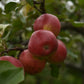 Pommier 'Sweet-16' - Zone 4