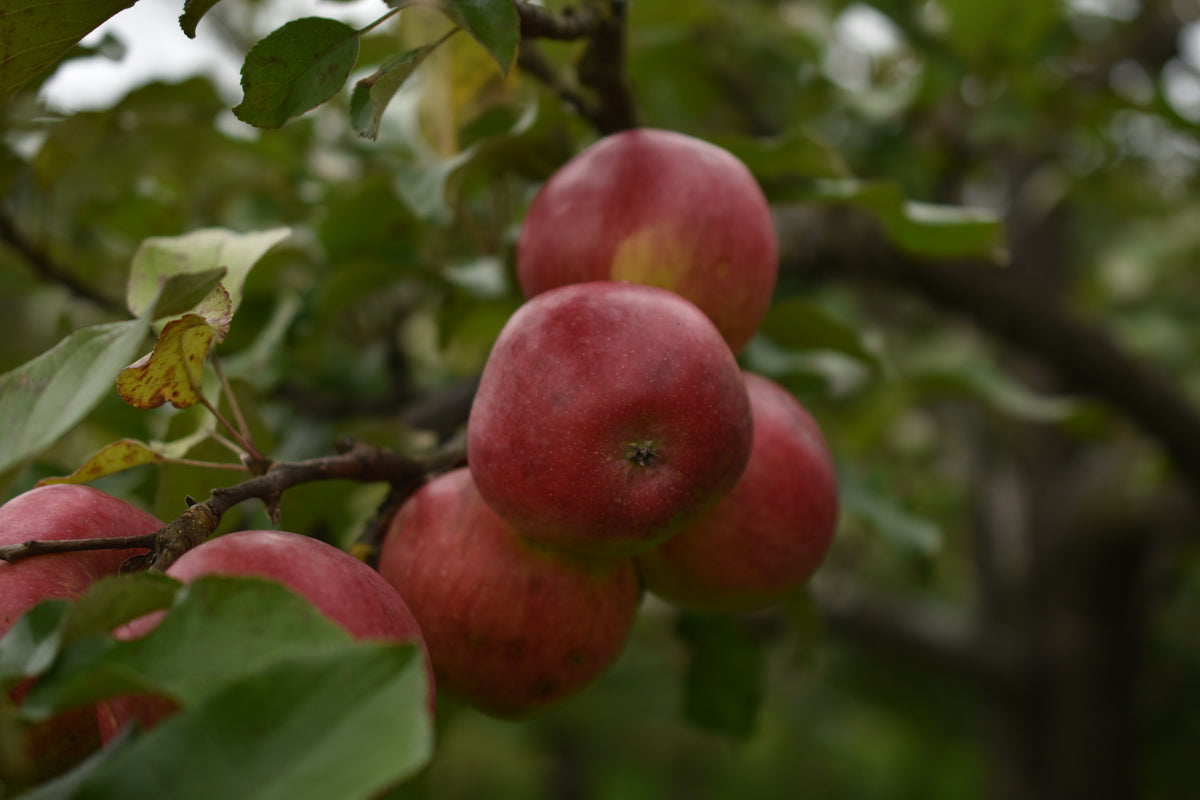 Pommier 'Sweet-16' - Zone 4