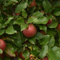 Pommier 'Sweet-16' - Zone 4
