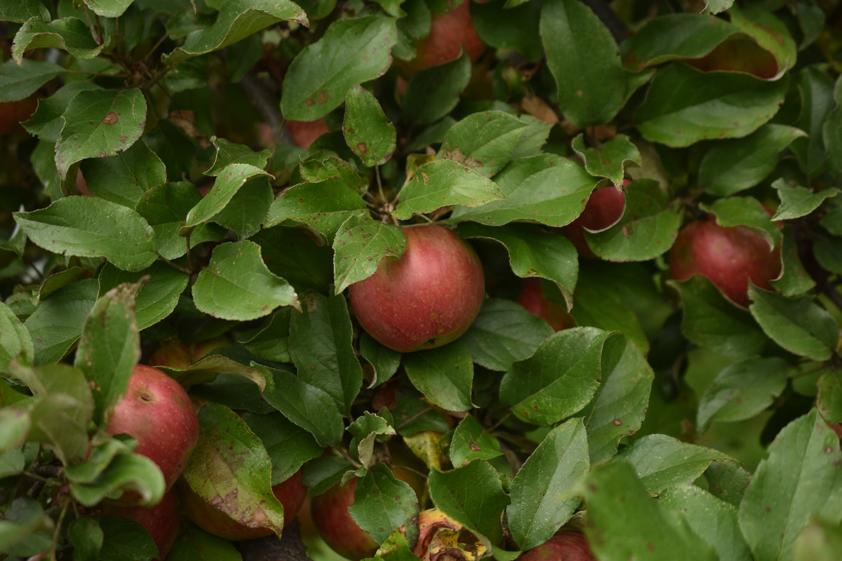 Pommier 'Sweet-16' - Zone 4