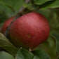 Pommier 'Sweet-16' - Zone 4
