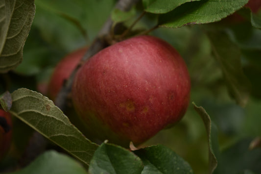 Pommier 'Sweet-16' - Zone 4