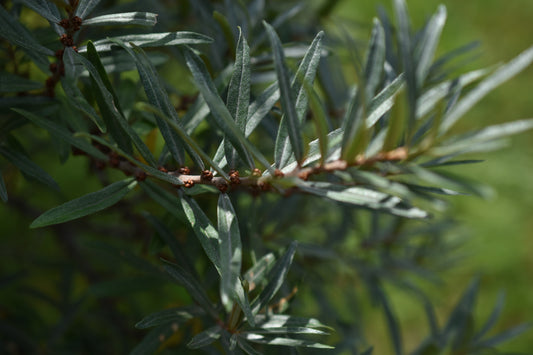 Male sea buckthorn ‘Lord’ - Zone 4