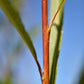 Saule arbustif (Salix spp.) - Zone 3