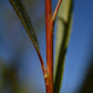 Saule arbustif (Salix spp.) - Zone 3