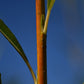 Saule arbustif (Salix spp.) - Zone 3